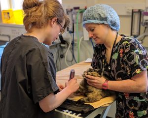 Vet and nurse at work, firstvets Newcastle
