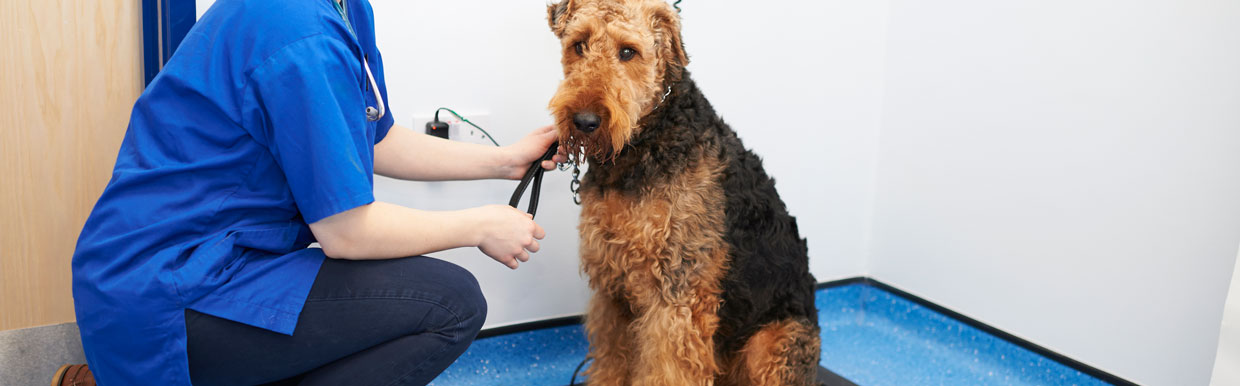 Microchipping your dog