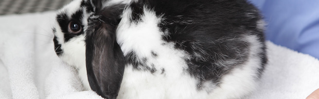 Microchipping your rabbit